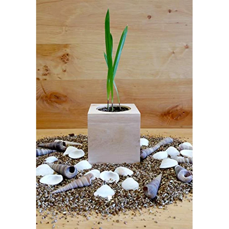 Feel Green Ecocube Palme, Anzuchtset mit Holzwürfel und biologisch abbaubarem Pflanzbecher, Made in Austria – Bild 4