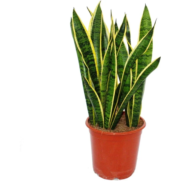 Exotenherz Sansevieria Trifasciata, pflegeleichte Zimmerpflanze im 19 cm Topf, Gesamthöhe 55-65 cm, Herkunft Ostafrika