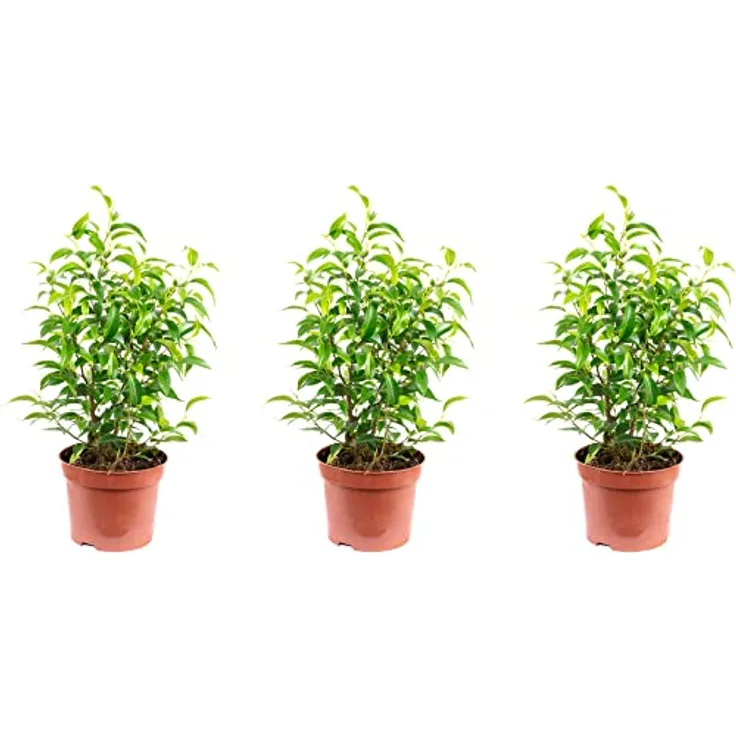3er-Set Birkenfeige - Höhe ca. 30 cm, Topf-Ø 12 cm - Ficus benjamini Natasja