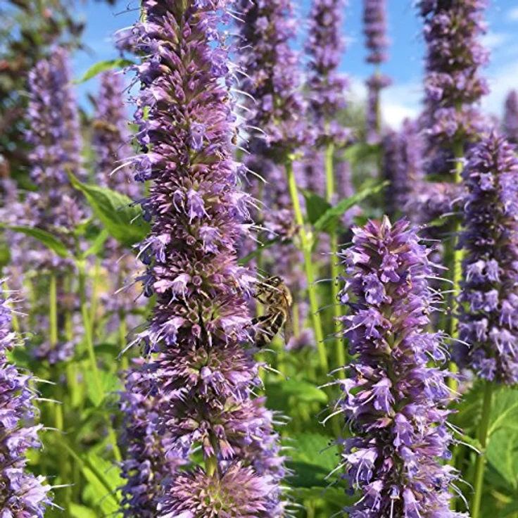Blumixx Stauden Agastache Rugosa-Hybr. Blue Fortune - Duftnessel Standort sonnig Blütenfarbe violett – Bild 3