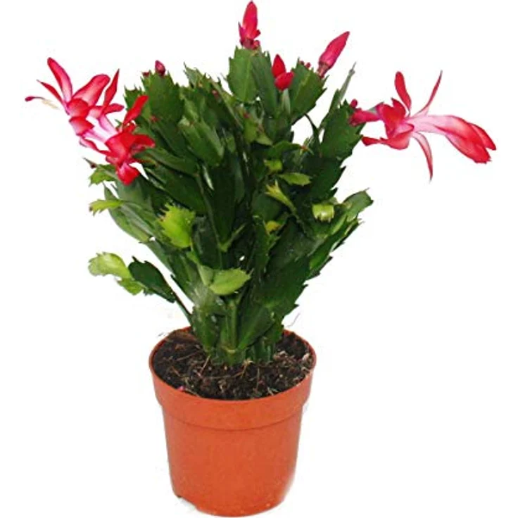 Exotenherz Weihnachtskaktus Schlumbergera Set, 3 Pflanzen in rot, rosa und weiß, 10,5 cm Topfgröße – Bild 6