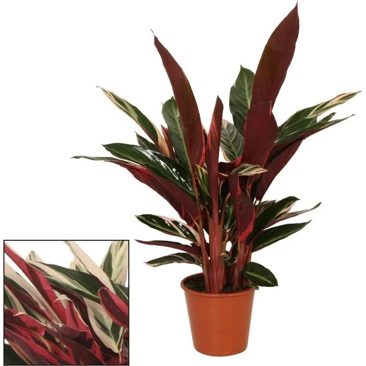 Exotenherz Calathea Triostar, Schattenpflanze mit ausgefallenem Blattmuster, 14 cm Topf, ca. 40-45 cm hoch – Bild 1