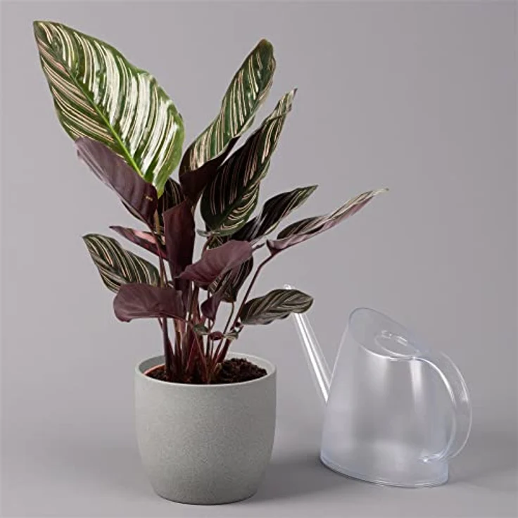 Exotenherz Calathea Ornata, Schattenpflanze mit schwarzem Blattmuster und rosa Akzenten, 14cm Topf, ca. 50cm hoch – Bild 2