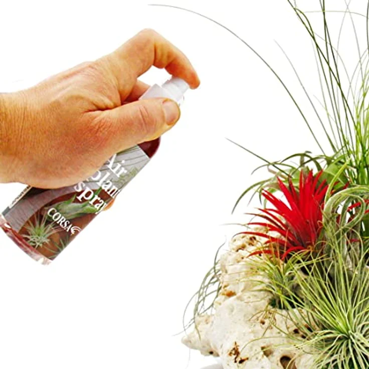 Exotenherz Tillandsien-Dünger, Spezialdünger für Tillandsien und Bromelien, fertig gemischt in Sprayflasche, 80ml – Bild 5