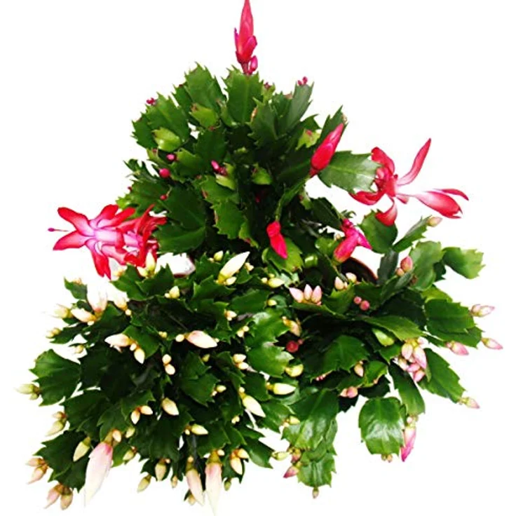 Exotenherz Weihnachtskaktus Schlumbergera Set, 3 Pflanzen in rot, rosa und weiß, 10,5 cm Topfgröße – Bild 2
