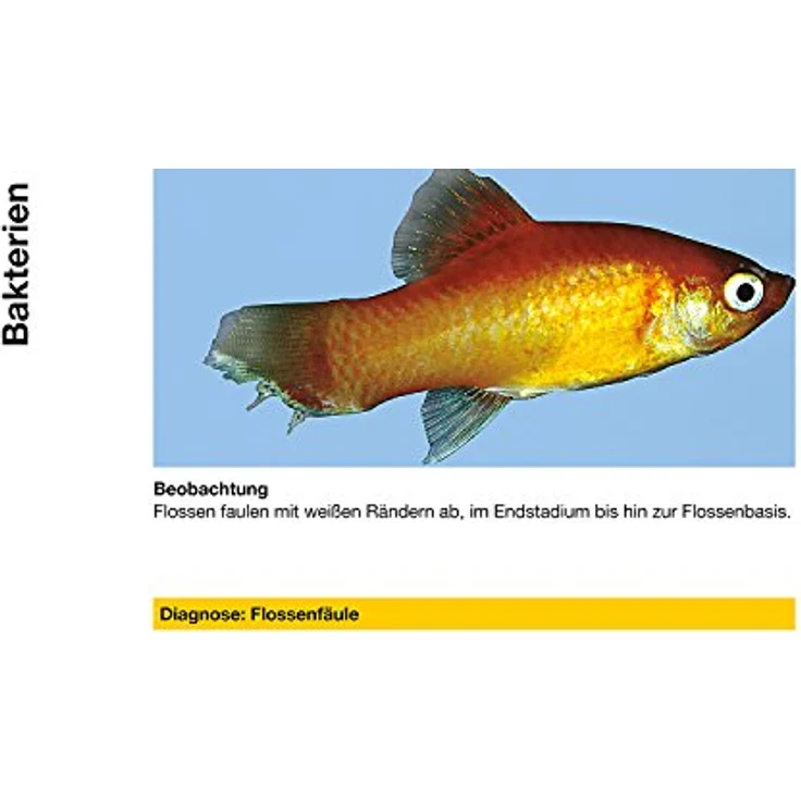 sera baktopur 50 ml - Arzneimittel für Fische gegen bakterielle Infektionen (z. B. Maul- und Flossenfäule), Medizin fürs Aquarium – Bild 3