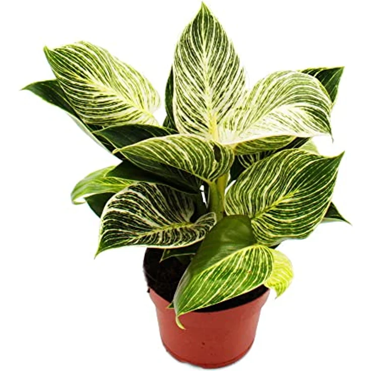 Exotenherz Philodendron White Wave, Weißgestreifter Baumfreund mit 12cm Topf, ca. 25-30cm hoch, halbschattiger Standort – Bild 2