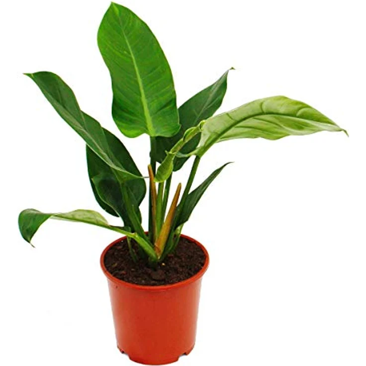 Exotenherz Philodendron Imperial Green, Zimmerpflanze im 19cm Topf, ca. 50-60cm hoch, halbschattiger Standort – Bild 2