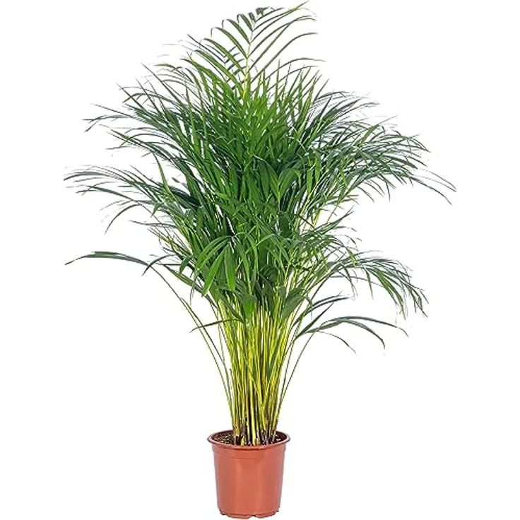 Goldfruchtpalme - echte Zimmerpflanze, Areca Dypsis Lutescens - Höhe ca. 100 cm, Topf-Ø 21 cm