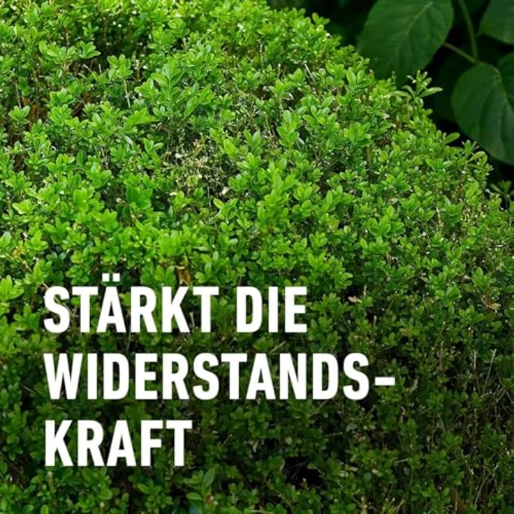 Compo Buchsbaum- und Ilex Langzeit-Dünger, Spezialdünger für Buchsbäume, Stechpalmen und Hecken, 6 Monate Wirkung, umweltschonend, 850 g für 17 m² – Bild 5