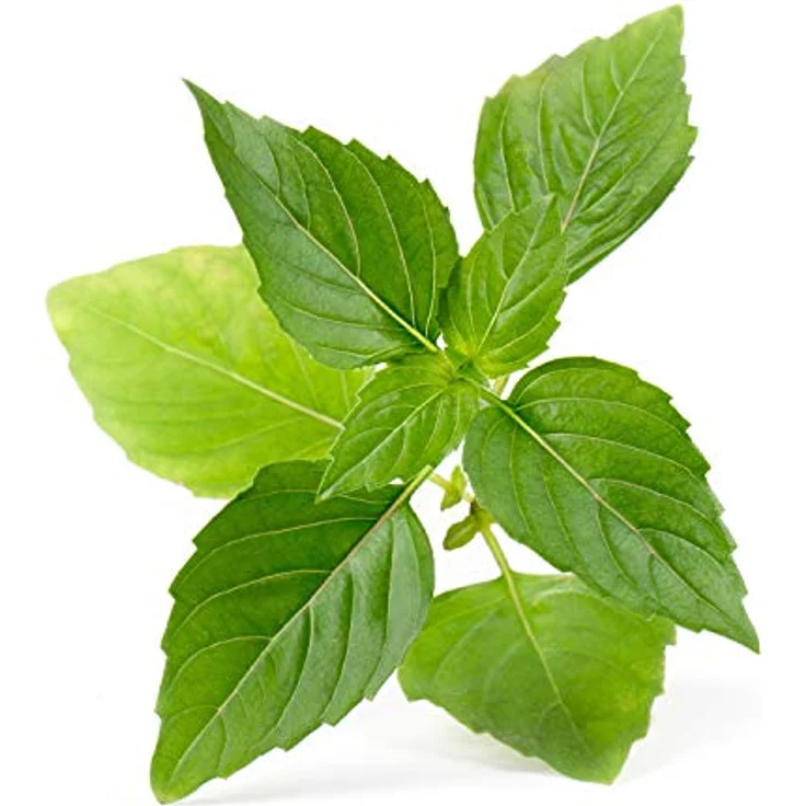 Veritable Anzuchttopf Lingot Thai Basil - Bio-Nachfüllung für indoor Gartenanlagen, 100% natürliche Zutaten – Bild 2