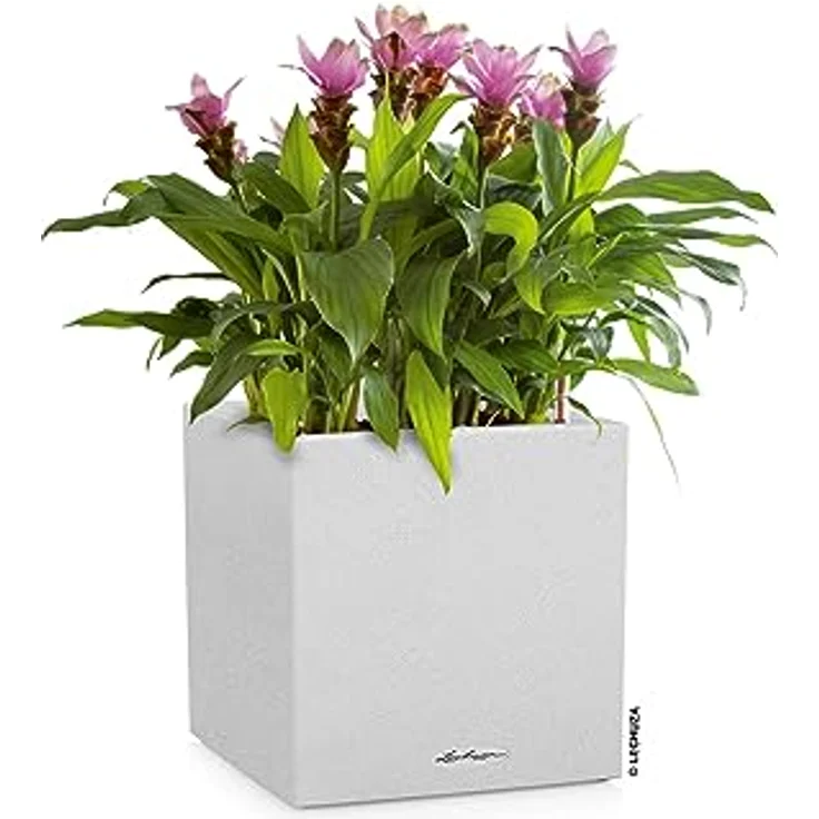 Lechuza Canto Stone 30 Low All-in-One Set quarzweiß 13707 – Bild 2