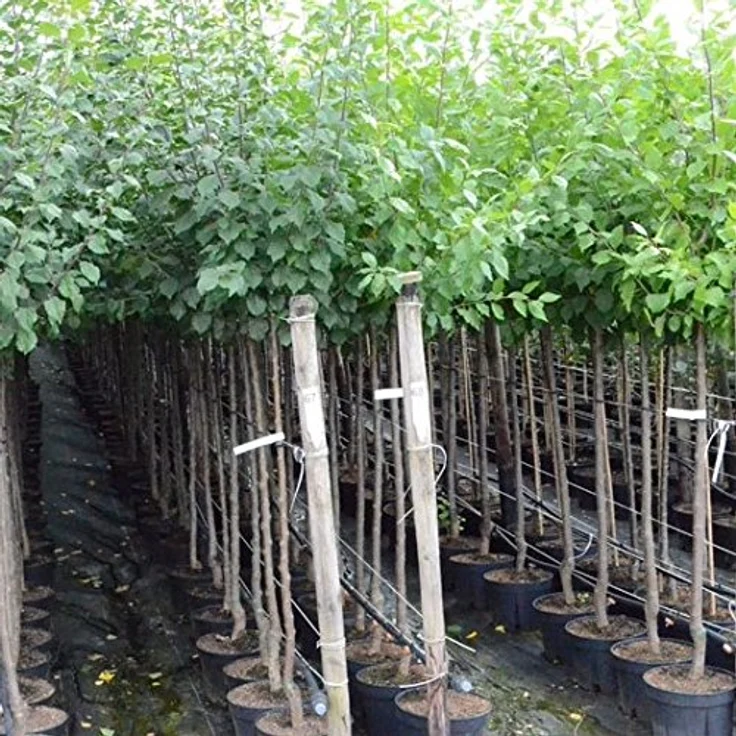 Mirabelle Bellamira Halbstamm, im 10L-Conatiner, saftig, gut steinlösend, gutes Aroma – Bild 3