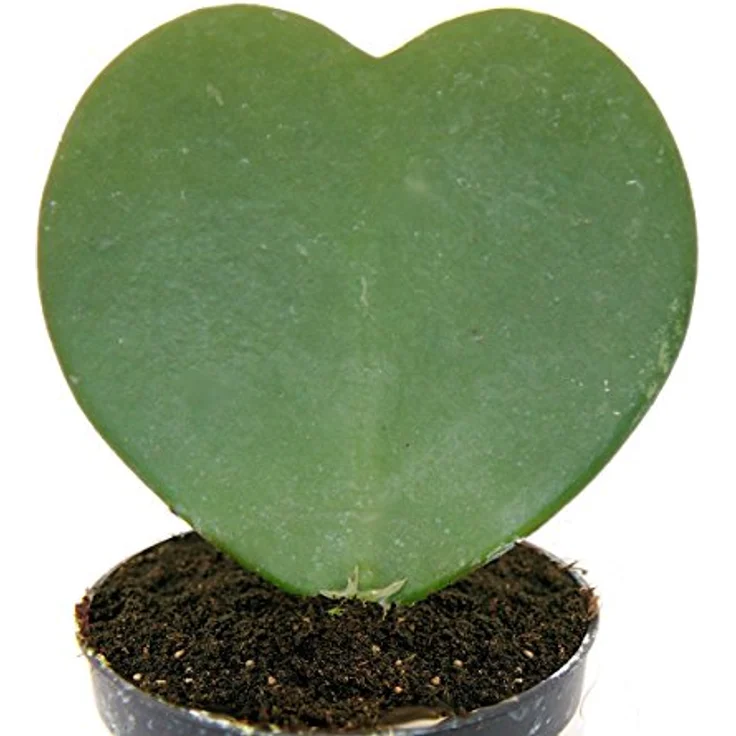 Exotenherz Hoya Kerii Herzblatt-Pflanze, pflegeleichte Zimmerpflanze im 6cm Topf, herzförmige Blätter – Bild 2