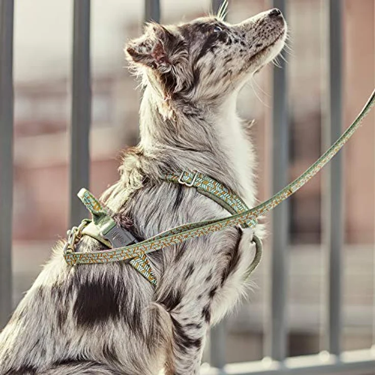 Hurtta Razzle Dazzle Y-valjas Hundegeschirr und Leinen, 35 - 45 cm, für Hundesport – Bild 4