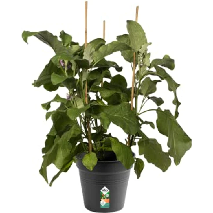 elho Green Basics Anzuchttopf 21 - Growpot für Züchten und Ernten - Ø 21.0 x H 19.3 cm - Schwarz/Living Schwarz – Bild 3