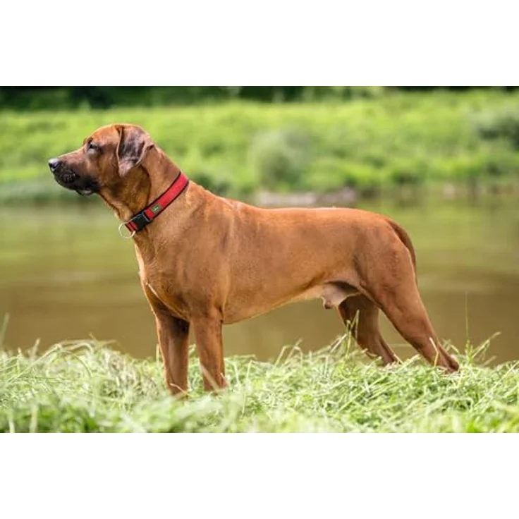 Hunter Hunde-Halsung Neopren Vario Plus rot-schwarz M – Bild 3