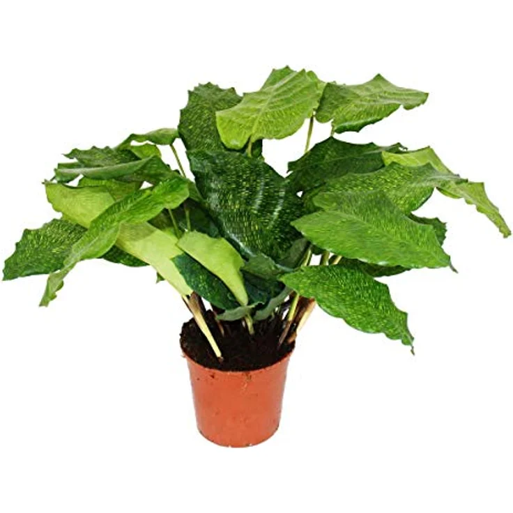 Exotenherz Calathea Musaica Network, Exklusive Schattenpflanze mit Extravagantem Blattmuster, 14cm Topf, ca. 40cm Hoch – Bild 1
