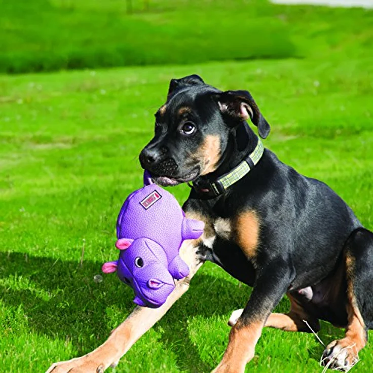 KONG – Phatz Pig – Robustes, Quietschendes Plüschtier – Für Kleine Hunde – Bild 2