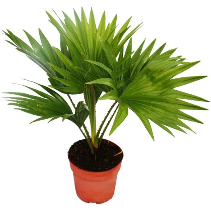 Exotenherz Livistona Rotundifolia, Zimmerpalme mit fächerförmigen Blättern, Topfgröße 12cm, Gesamthöhe 35-50cm, Büropflanze des Jahres 2012 – Bild 1