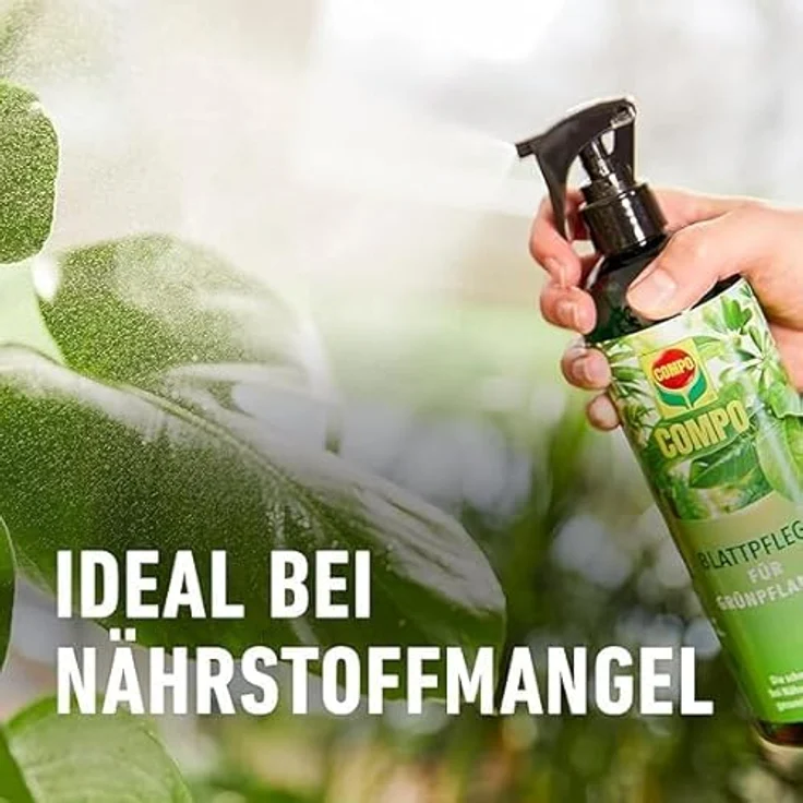 Compo Blattpflege für Grünpflanzen Spray, 500 ml – Bild 7