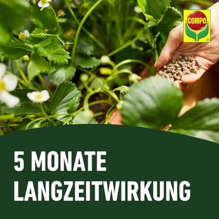 Compo BIO Beeren Langzeit-Dünger mit Schafwolle 750 g – Bild 7