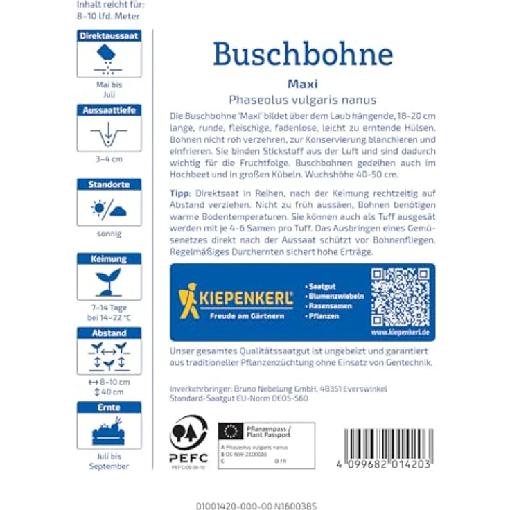 Kiepenkerl Buschbohnen Maxi, frühe Ernte mit robusten Pflanzen und 18-20 cm langen Hülsen – Bild 2