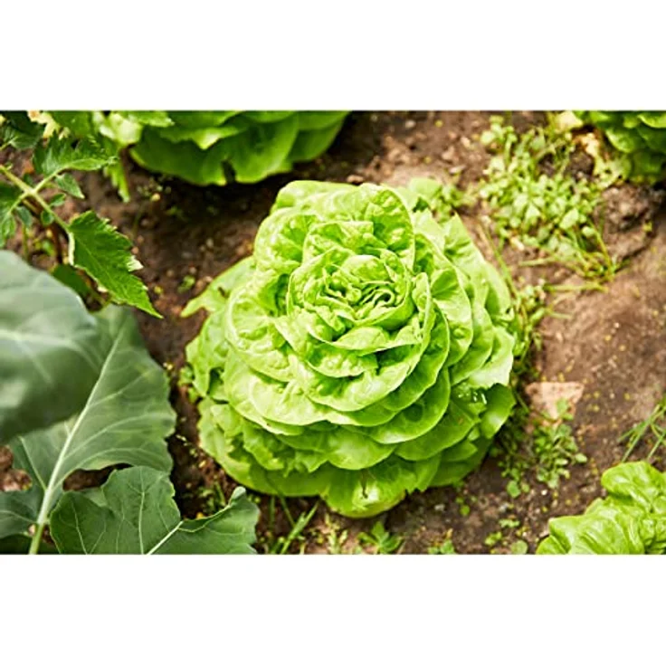 Compo Garten Langzeit-Dünger neu, 2 kg – Bild 9