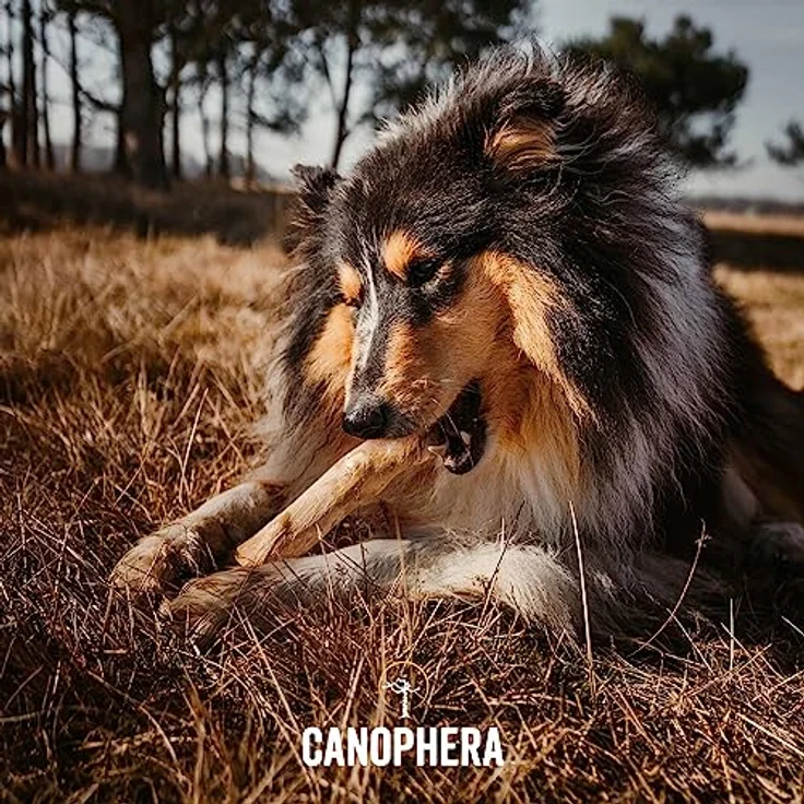 Canophera Original Kaffeeholz Hundekaustab | Natürliches, splitterarmes Hundespielzeug zur Zahnpflege, vegan & koffeinfrei, Größe S – Bild 5