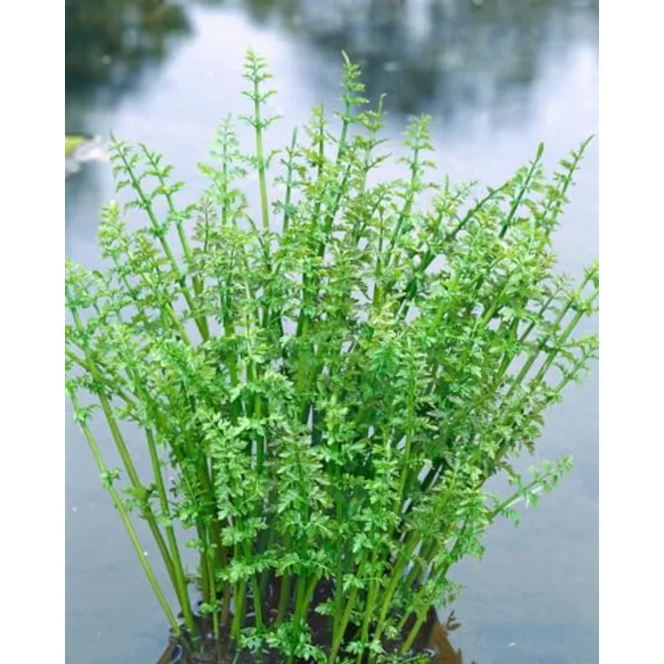 PlantaPro Oenanthe aquatica Wasserfenchel, winterhart, Pflegeleicht, 9x9 cm Topf, Teichpflanze für Teichrand & Sumpfzone