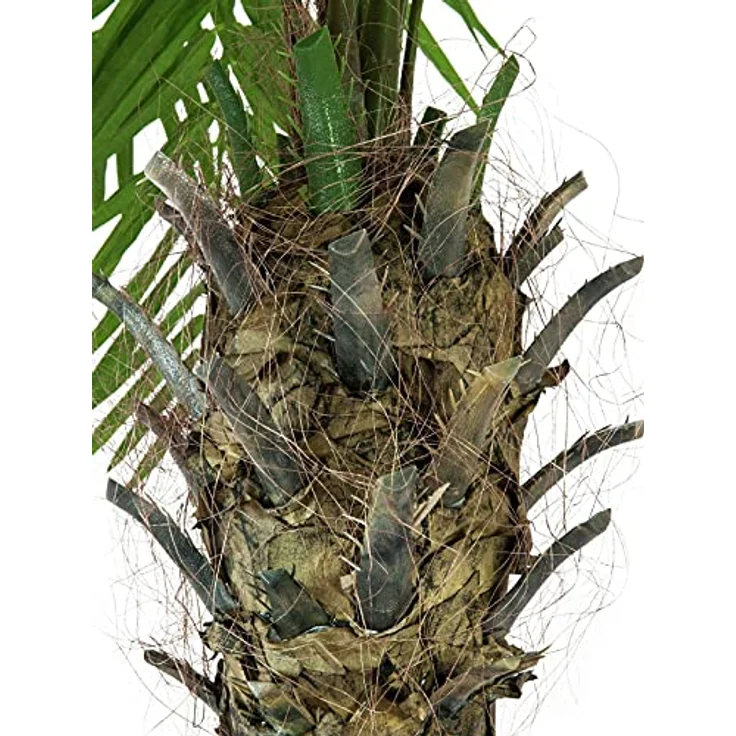 Europalms Phönixpalme luxor, Kunstpflanze, 150 cm, grün – Bild 3