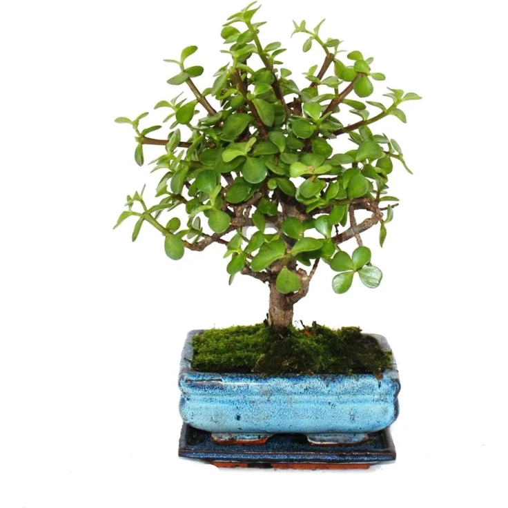 Exotenherz Bonsai Portulacaria Afra Jadebaum, Afrikanischer Elefantenbaum, ca. 4-5 Jahre, Kugelform, pflegeleicht, mit Untersetzer, Gesamthöhe ca. 20-25 cm