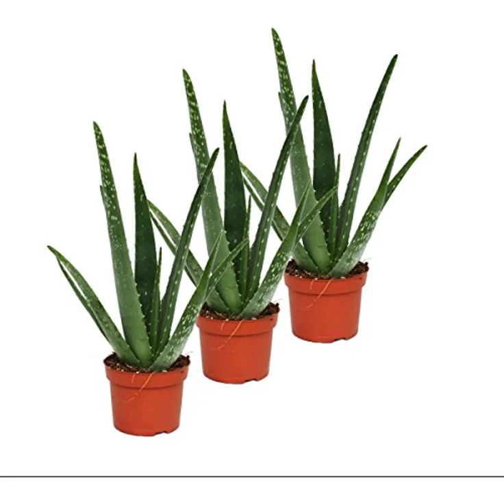 Exotenherz Aloe Vera 3er Set, Echte Aloe, ca. 2 Jahre alt, 10,5cm Topf, Höhe ca. 30-35cm – Bild 2
