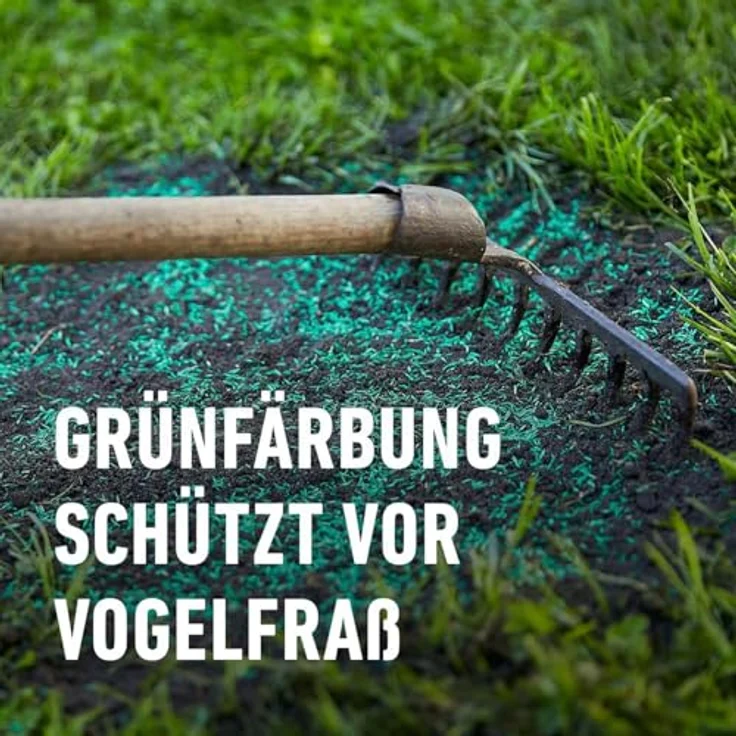 COMPO SAAT Trocken-Rasen, Hitze- und trockenverträgliche Rasensamen für sonnige Standorte, 2 kg für 80 m² – Bild 5