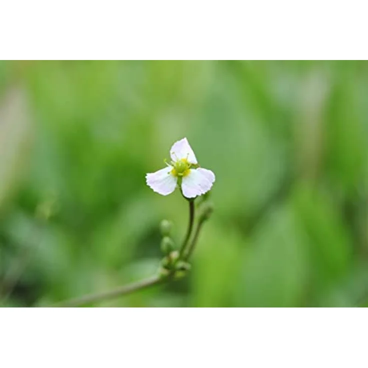 PlantaPro Sagittaria sagittifolia ssp. sagittifolia, Winterharte Wasserpflanze im 9x9 cm Topf – Pflegeleichtes Pfeilkraut für Teichrand & Flachwasser – Bild 1