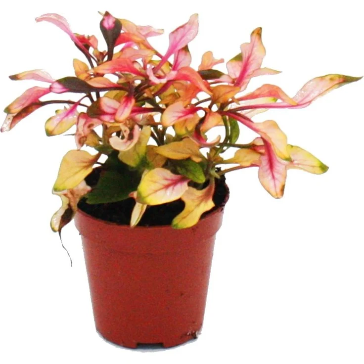 Exotenherz Mini Pflanze Alternanthera Dentata Papageienblatt, 5,5cm Topf, ideal für kleine Schalen und Gläser, dekorative BabyPlant – Bild 1