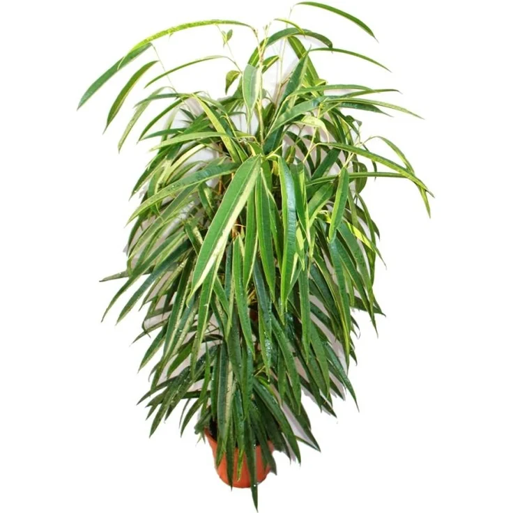 Exotenherz Ficus Binendijkii Alii, Langblättrige Birkenfeige Königssäule, Pflegeleichte Zimmerpflanze im 17cm Topf, Höhe 60-80cm – Bild 1