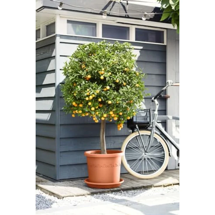 Elho Universal Untersetzer Rund 48 - Tonrot - Drinnen & Draußen - Ø 48 x H 6.9 cm – Bild 5