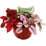 Exotenherz Hypoestes Phyllostachya, Dreifarbige Punktblume im 12cm Topf, pflegeleicht und farbenfrohe Zimmerpflanze