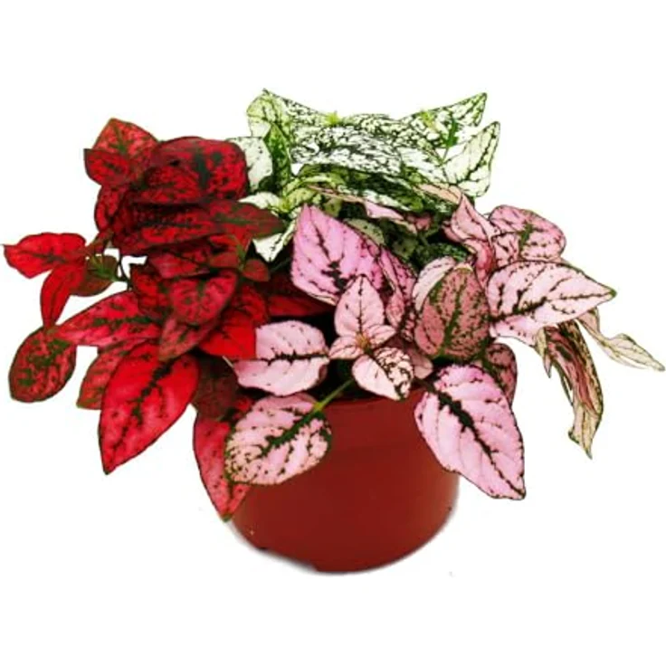 Exotenherz Hypoestes Phyllostachya, Dreifarbige Punktblume im 12cm Topf, pflegeleicht und farbenfrohe Zimmerpflanze – Bild 1