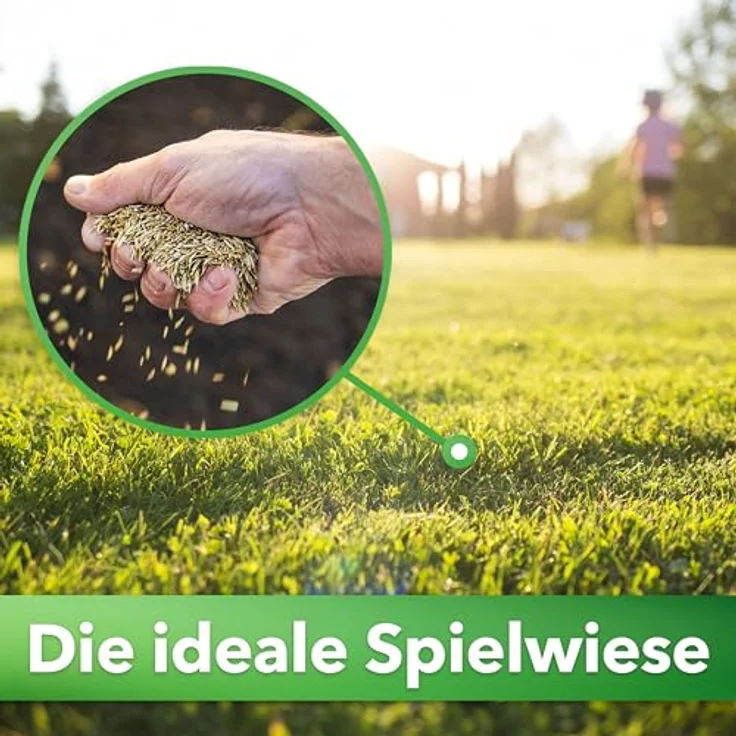 Hesa Gebrauchsrasen 5 kg für 200 m², Sport- und Spielrasen, schnellkeimende Premium Grassamen, strapazierfähig und robust in Profiqualität, RSM 2.3 – Bild 2