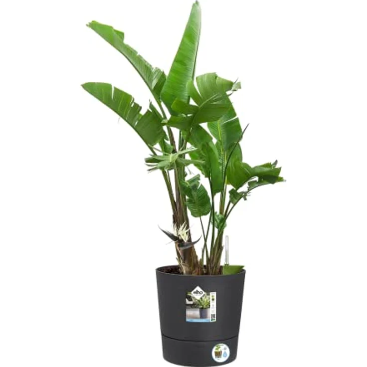 Elho Greensense Aqua Care Rund 30 - Blumentopf für Innen & Außen - Ø 29.5 x H 29.1 cm - Grau/Holzkohlengrau – Bild 3