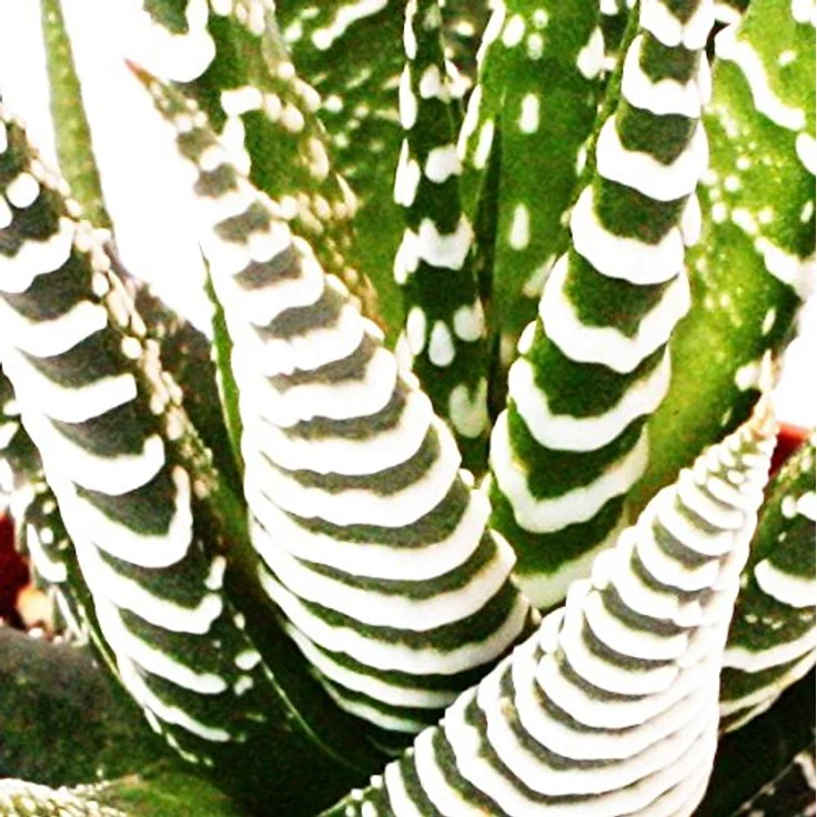 Exotenherz Haworthia Fasciata Big Band, Zebrapflanze im 5,5cm Topf, Höhe ca. 6-8cm – Bild 2