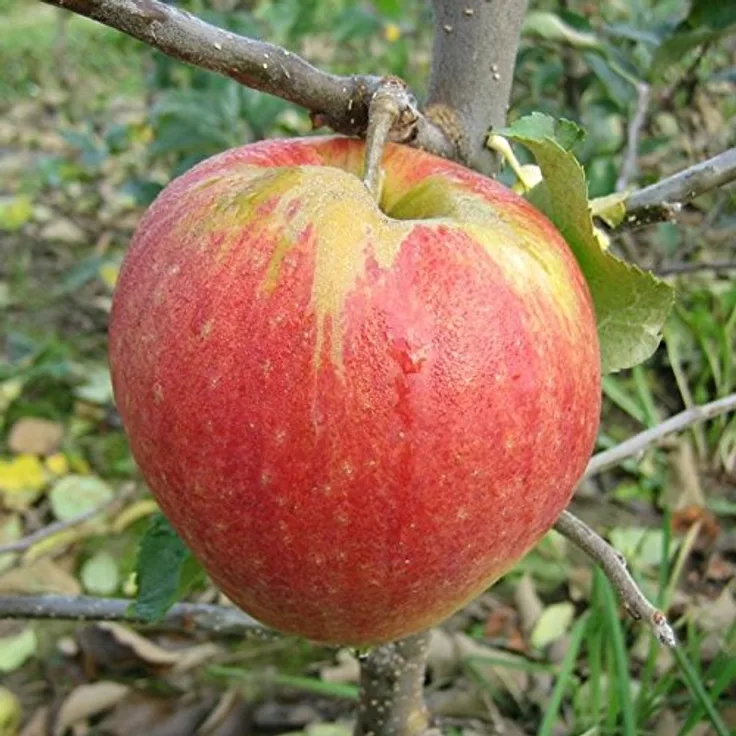 Apfel Jonagold Spindelbusch, im 5L-Container - Preisvergleich