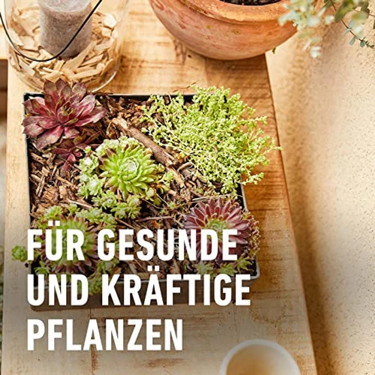 COMPO Cactea Kakteen- und Sukkulentenerde 5 Liter – Bild 5