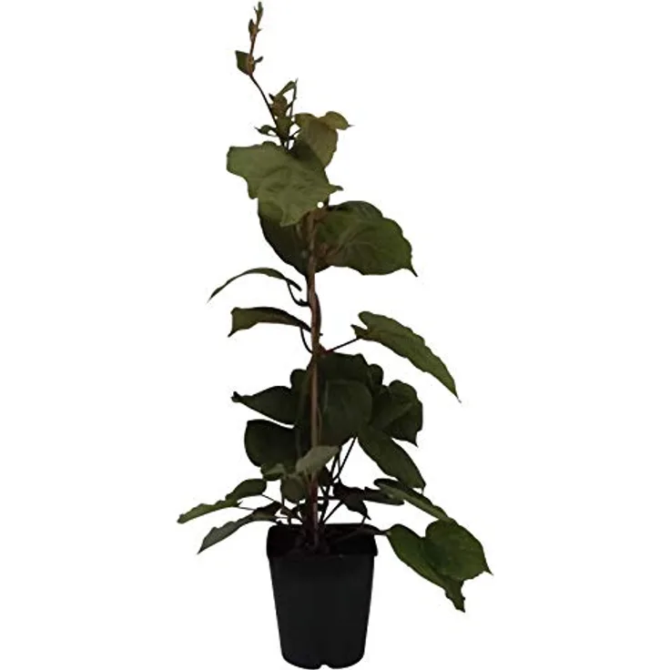 Kiwi Hayward, 3,5L-Container