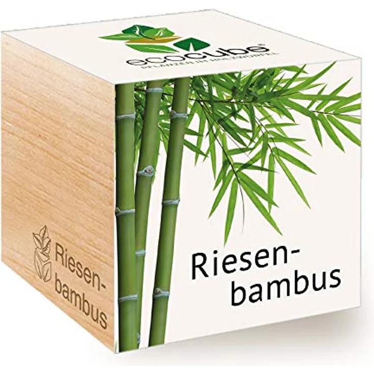 Feel Green Ecocube Riesenbambus, Anzuchtset im Holzwürfel, 100% Eco Friendly, Made in Austria – Bild 1
