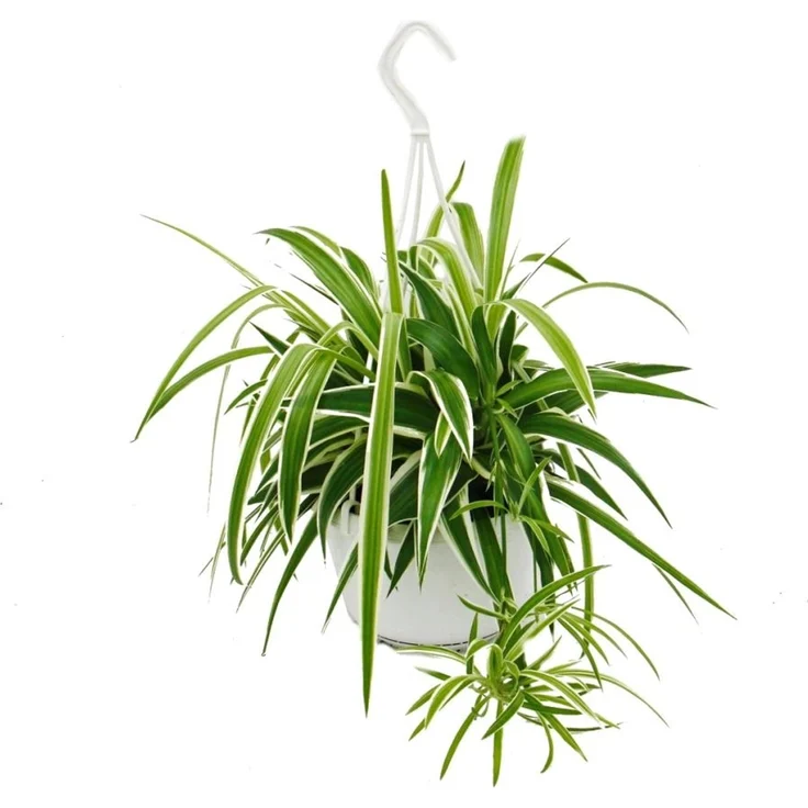 Exotenherz Chlorophytum Grünlilie, robuste Ampelpflanze mit 15cm Topfgröße, ca. 30-40cm hoch – Bild 1
