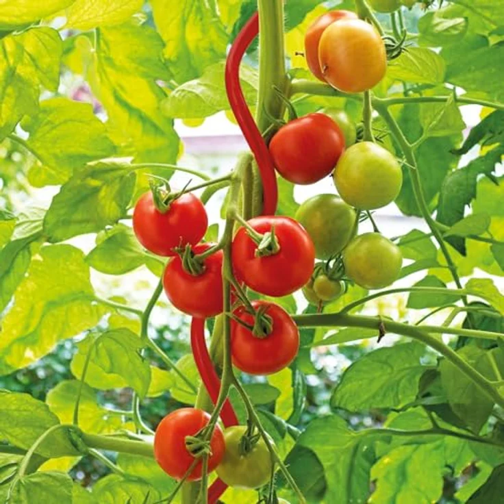 Bellissa Tomatenspirale, Rankhilfe 110 cm Ø 5 mm, rot beschichtet, langlebig und stabil – Bild 5