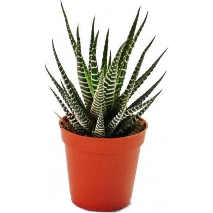 Exotenherz Haworthia Fasciata, Zebra-Haworthie im 5,5cm Topf, ca. 6-8cm hoch, mit reliefartigen weißen Streifen – Bild 1